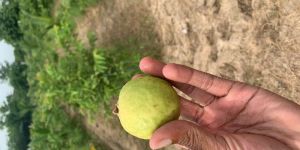 Guava Plants