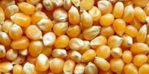Yellow Corn Seeds