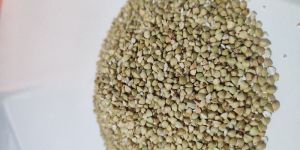 Buckwheat Seeds