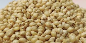 Sorghum Seeds