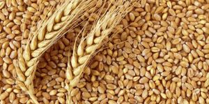 Wheat Seeds