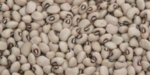 White Kidney Beans
