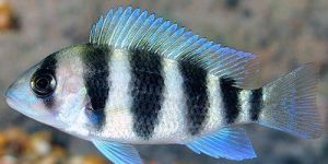 Cichlid