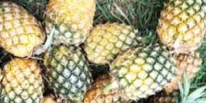 Fresh Pineapple