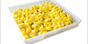 Poultry Hatchery Tray