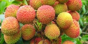 Litchi Pulp