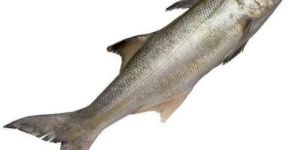 Fresh Indian Salmon Fish