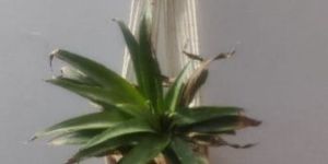 White Macrame Plant Hanger