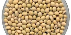 GS335 Soybean Seeds