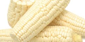 White Maize