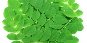Moringa Leaf