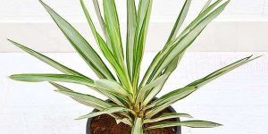 Yucca Plant