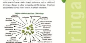 Moringa Oleifera Powder