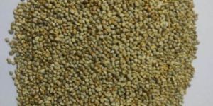 Organic Pearl Millet