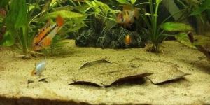Natural Aquarium Sand