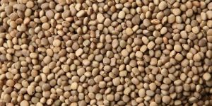 Guar Gum Seeds