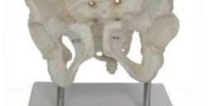 Female Pelvic Model