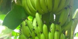 Fresh Green Banana