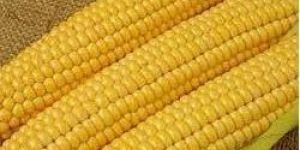 Yellow Corn