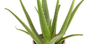 Aloe Vera Plant
