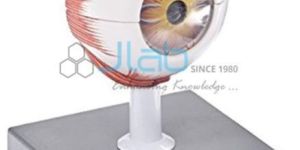 Human Eye Model