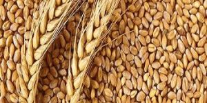 Animal Feed Wheat