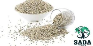 Pearl Millet