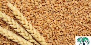 Sharbati Wheat