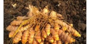 Fresh Turmeric Finger