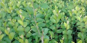 Kashmiri Red Apple Ber Plant