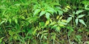 Maha Neem Plant
