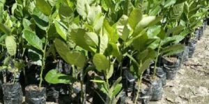 Seedless Lemon Plant