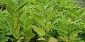 Sitafal Seedlings Plant