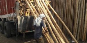 Nilgiri Bamboo Poles