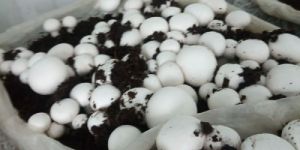 Mushrooms Spawn