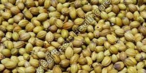 Coriander Seeds