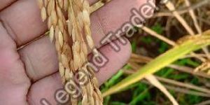 Paddy Seeds