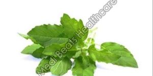 Tulsi Leaves
