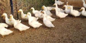 Duck Farming