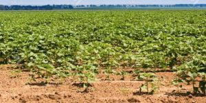 Agricultural Land Services