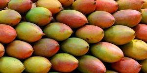 Fresh Totapuri Mango