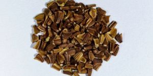 Premium Chrysanthemum Seeds