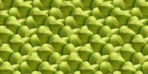 Premium Fresh Green Coconuts
