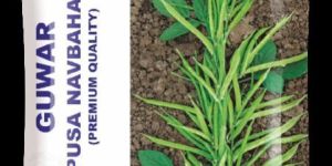 Guwar Pusa Navbahar Seeds