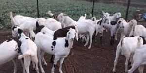 Goat Farming Services