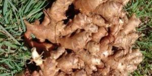 Fresh Ginger