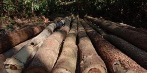 Acacia Mangium Timber