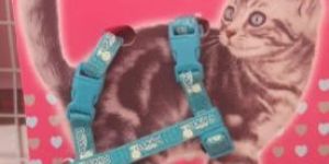 Cat Harness with Leash