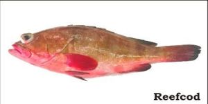 Reef Cod Fish