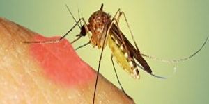 pest control services.